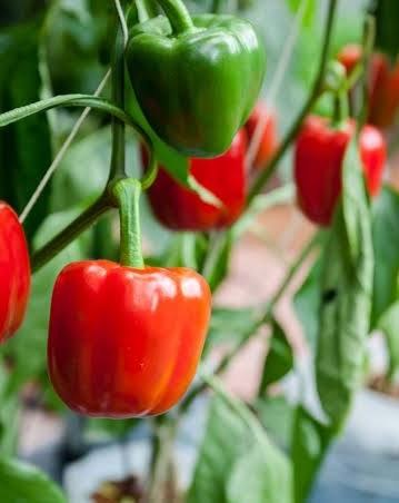 Green and red capsicums on the plant