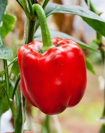 A ripe red capsicum on the plant