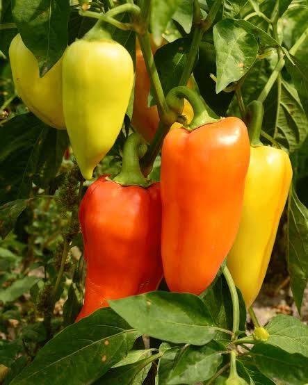 Yellow and orange capsicums on the plant