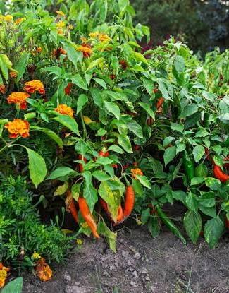 Chilli plants growing in a field edged with marigolds